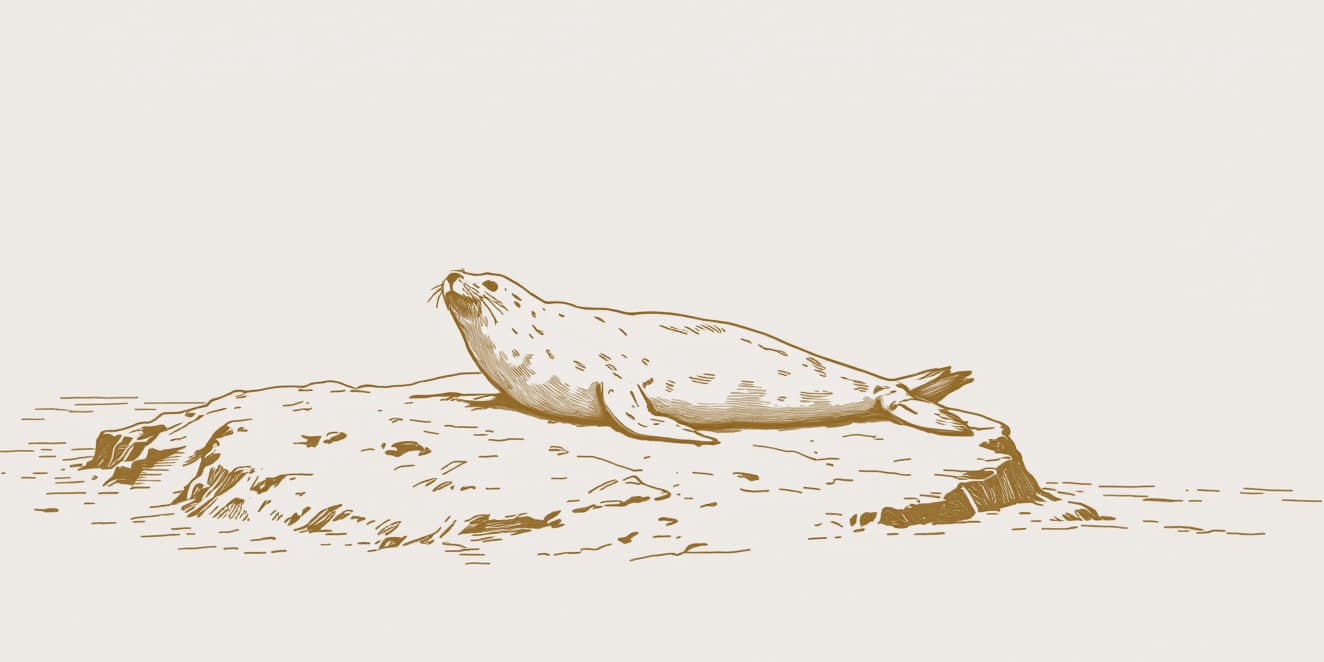 A drawing of a seal lying on a low flat rock with its head raised, in gold line on pale paper.