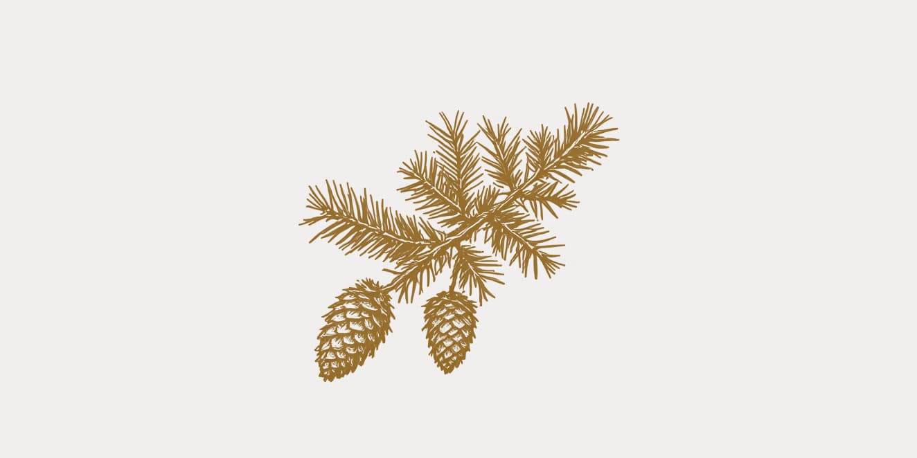 A drawing of a sprig of spruce with two cones hanging from it, in gold line on pale paper.