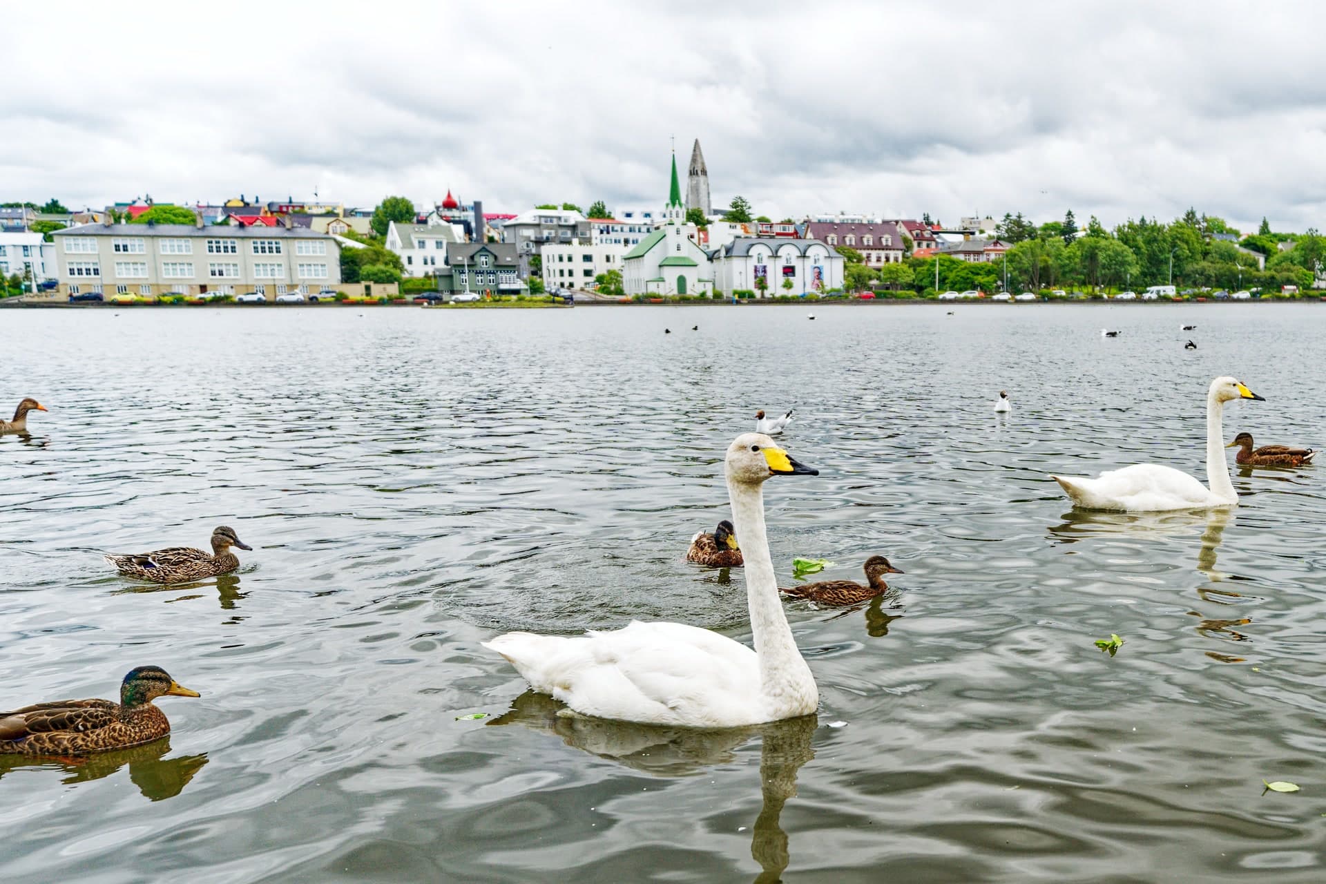 Two whooper swans and a scatter of mallards on Tjörnin under a cloudy sky, with the Free Church in Reykjavik and the houses of the east bank across the water and the tower of Hallgrímskirkja behind them.